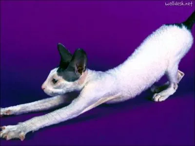 Des Cornouailles nom issu d'un ... . . Lapin ! C'est le :