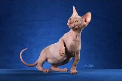 Mexicain craignant le soleil... . . Le :