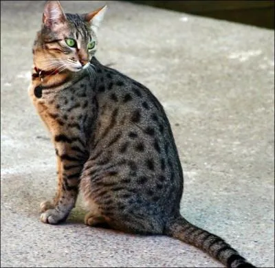 Son nom veut dire ' Chat' ; c'est le :