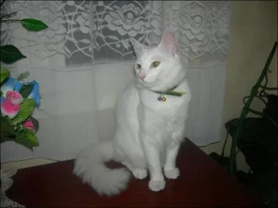 Il porte l'ancien nom de la capitale de son pays d'origine . C'est le :