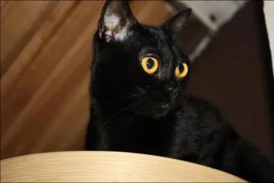 Mini panthre noire ... . . le :