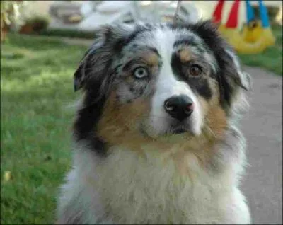 Chien de berger ne en ... . . Californie ! ? ... . Le :