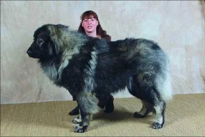 Chien berger Illyrie , chien berger yougaslave ... le :