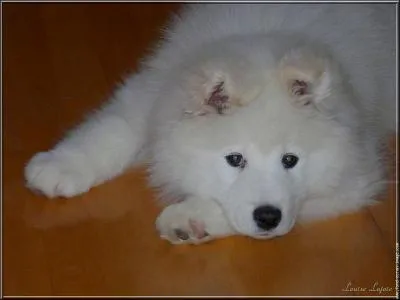 Spitz de l' Arctique , une des plus anciennes races provenant de Sibrie ; le :