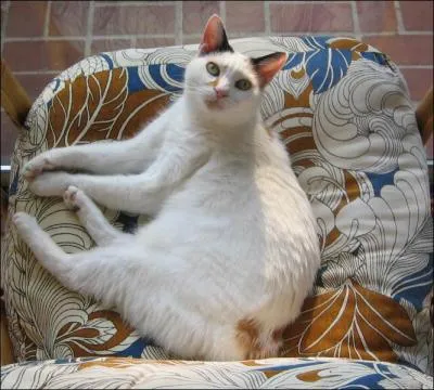 Queue en pompon ; drle de nom pour un chat ... . C'est le :