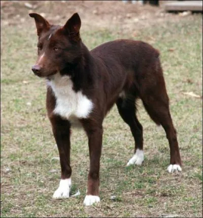 Crois entre le Dingo et le Colley ; Autralie / nouvelle Zlande ; Le :