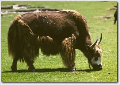 Quel est cet animal ?