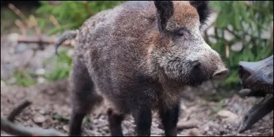 Quand le sanglier est en colère sa crinière se dresse.