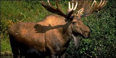 Comment se nomme cet animal qui ressemble au cerf ?