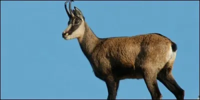 A quelle sous-famille appartient le chamois ?