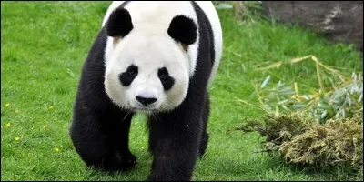 De quelle couleur sont les oreilles du grand panda ?