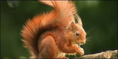 On dit que la queue de l'écureuil est :