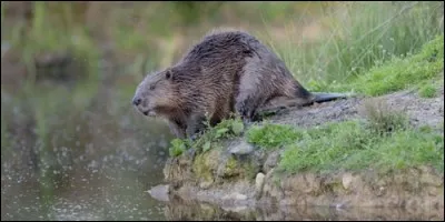 Le castor a les pattes palmées.