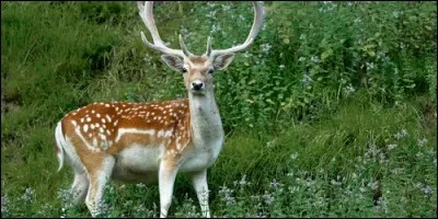 Quel mammifère porte des bois sur la tête et vit dans la forêt ?
