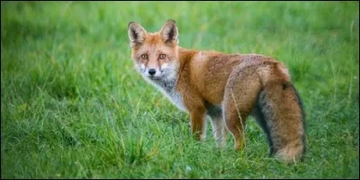Quel renard n'existe pas ?