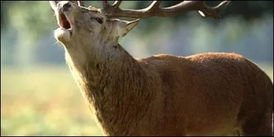 Le cerf brame.