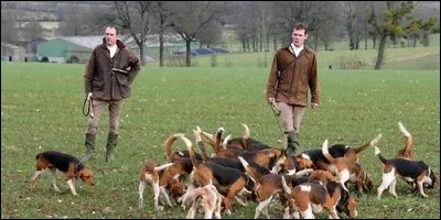 Le chien est un animal familier, mais comment appelle-t-on un groupe de chiens utilisés à la chasse ?