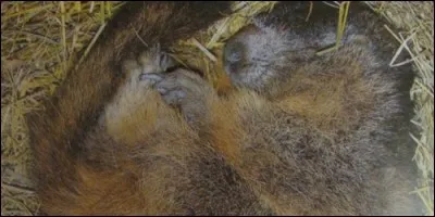 Combien de temps hiberne une marmotte environ ?