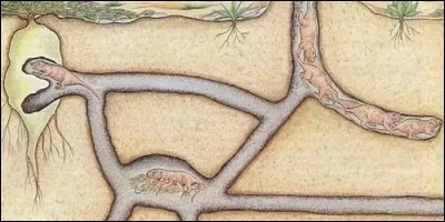 Comment appelle-t-on les longs tunnels que la taupe creuse sous terre ?