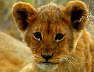 Quel est cet animal ?