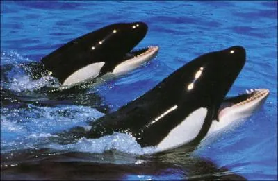 Quel est cet animal ?