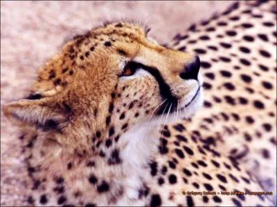 Quel est cet animal ?