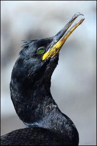 Je suis un cormoran hupp et mon bec est fin et noirtre, mais lgrement crochu en son extrmit :