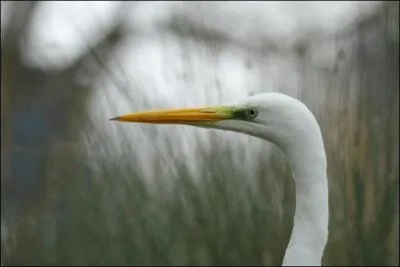 Je suis un grand chassier avec un long bec fin comme un poignard. Je suis la grande aigrette et mon bec est jaune mais en priode nuptiale, il devient noir :