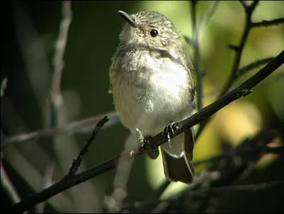 Mon nom est le gobemouche gris, mon bec est fin, long et pointu. Qu'est-ce-que je mange ?
