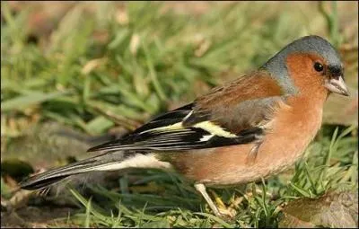 Mon est le pinson des arbres, j'ai un bec petit, court et pais, il est aussi gris-bleu en t et brun clair en hiver