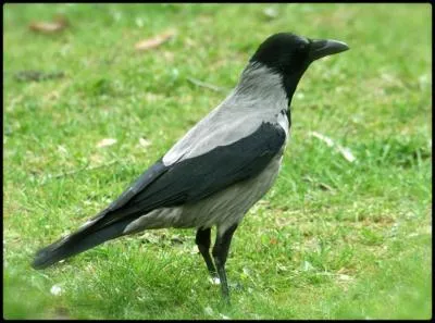 Je suis la corneille mantele, mon bec est puissant, pointu :