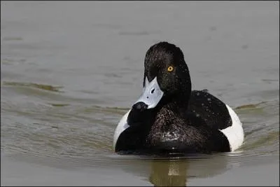 Je m'appelle le fuligule morillon, j'ai un bec, bleu ardoise, court, plat, large et termin par un onglet noir et blanc :