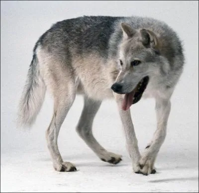 Quel est cet animal ?