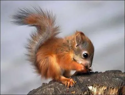 Quel est cet animal ?