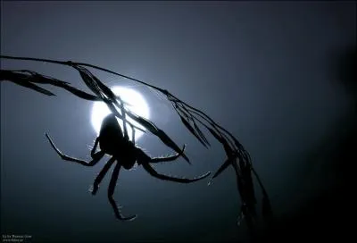 Quel est cet animal ?