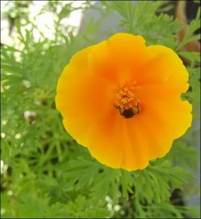 Comment appelle-t-on cette fleur ?