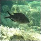 Qu'est-ce qu'une castagnole ?