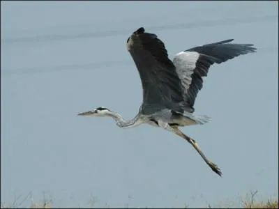 Je fais un trs grand nid avec des rameaux secs et des branches. Je nidifie en grandes colonies souvent sur un seul arbre