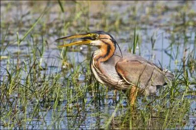 Je construis mon habitat dans les roselires denses. Mon nid est une plate-forme faite de roseaux et de brindilles