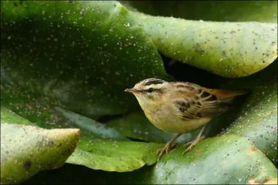 Je vis dans les buissons touffus des fosss ou les grands joncs. Mon nid est une coupe recouverte de tiges et de feuilles
