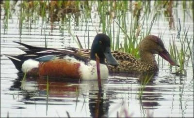 Je niche dans la vgtation  proximit de l'eau. Je construis mon nid en forme de coupe et en me tortillant sur le sol