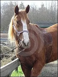 Que faut-il faire aprs une reprise, quand le cheval est en sueur ?