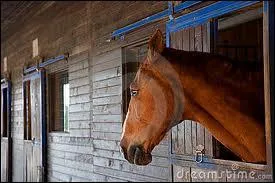 Peut-on mettre un compagnon dans le box d'un cheval triste ?