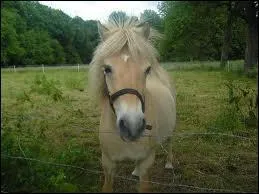 Les doubles poneys existent-ils ?
