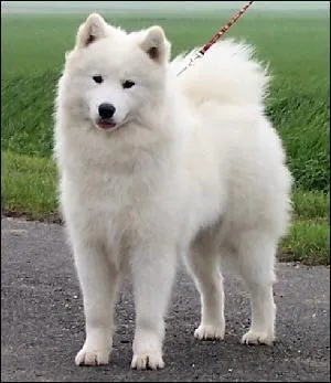 Quelle est cette race de chien ?