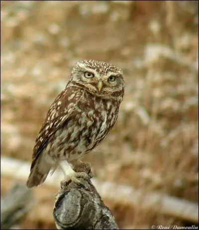 Quel est cet oiseau ?