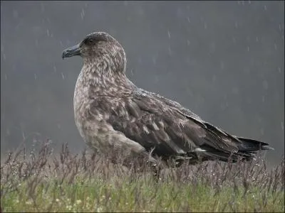 Quel est cet oiseau ?