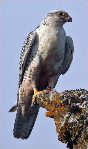 Quel est cet oiseau ?