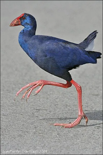 Quel est cet oiseau ?