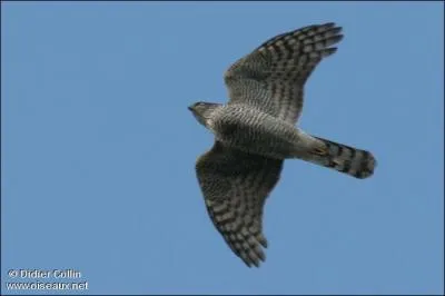Quel est cet oiseau ?